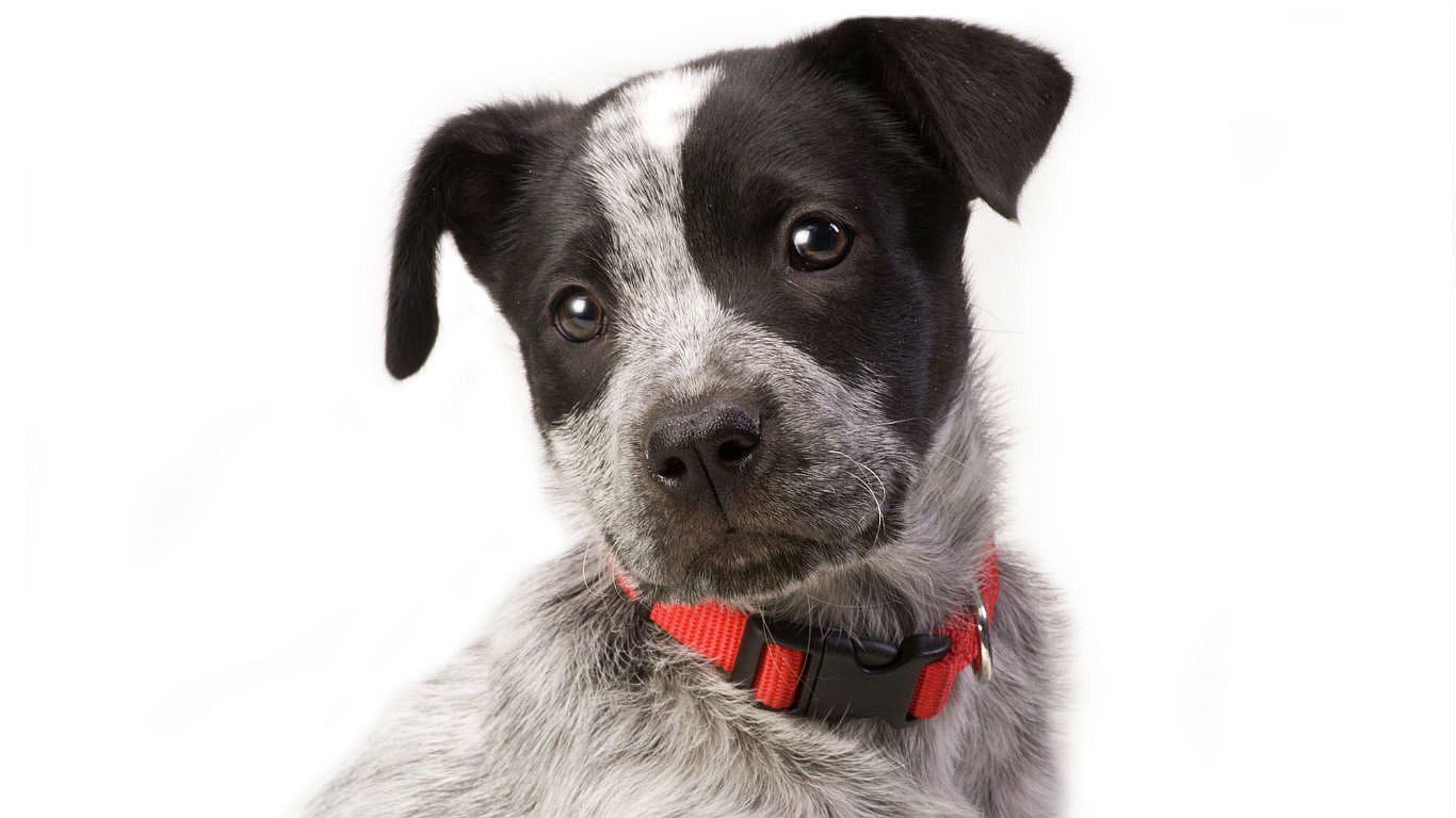 Amazon planea crear traductores para perros