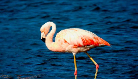 En la laguna Loricosta, en Puno, se encontraron 16 600 ejemplares, seguido de la laguna Parinacochas, en Ayacucho, con 5 468 aves, informó Serfor. (Foto: Andina)