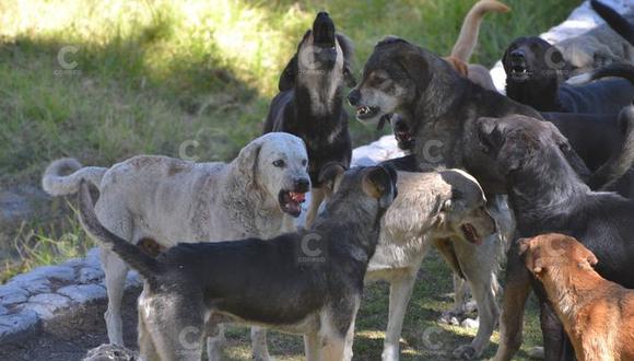 Rabia canina se expande en Arequipa