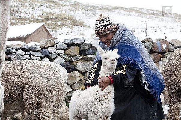 Heladas amenazan el sustento de pobladores de Candarave