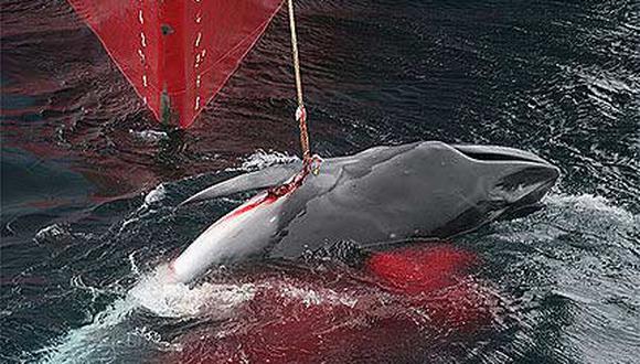 Japón: Inician caza de delfines pese a manifestaciones 
