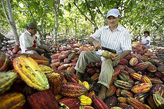 Productores de cacao reactivarán su economía 