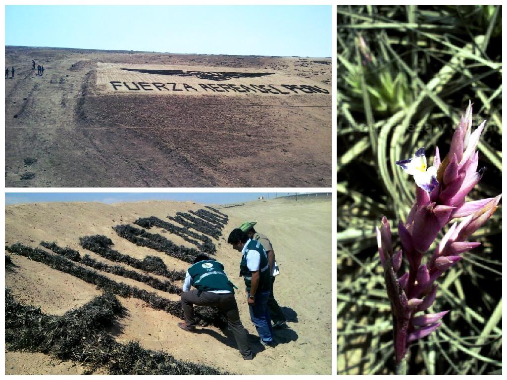 FAP: inician proceso a base aérea de Tacna por depredación de flora 