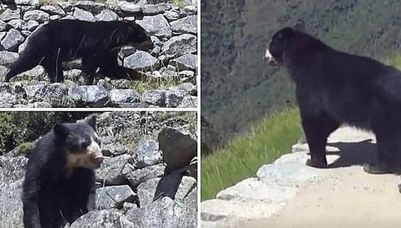 Buscan reinserción de oso de anteojos tras incendio en Machu Picchu