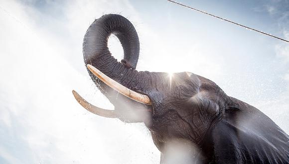 Dinamarca comprará los últimos cuatro elefantes de circo para jubilarlos