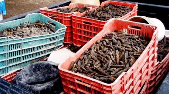 Cancún: ​Incautan 17 toneladas de pepino de mar, especie protegida