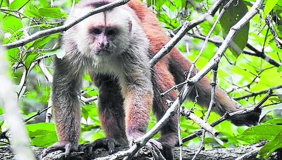 Instituciones estatales y civiles unen esfuerzos para la conservación de este primate en la región.