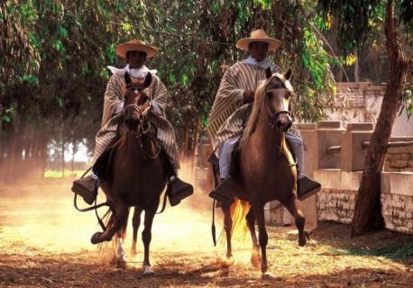 Trujillo: 200 ejemplares se exhiben en campeonato de caballos de paso