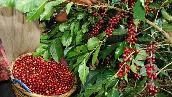 Lambayeque y Cajamarca exportarán café a Estados Unidos
