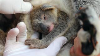 Nace el primer koala en Australia tras devastadores incendios forestales (VIDEO)