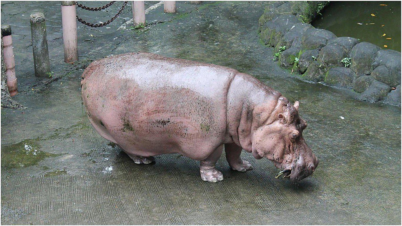 Muere Bertha, la hipopótamo en cautiverio más longeva del mundo