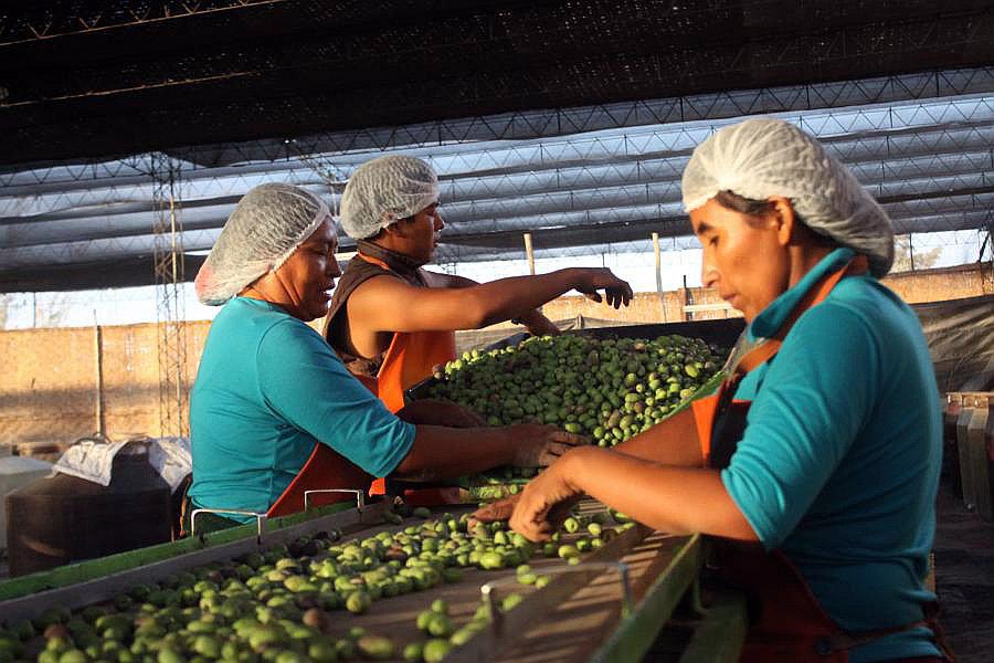 Chile y Brasil principales mercados para aceituna  y orégano de la región
