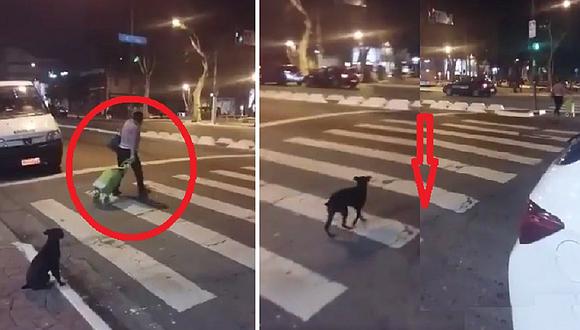 Peatón no respeta el semáforo, mientras perrito espera y cruza la pista en luz verde (VIDEO)