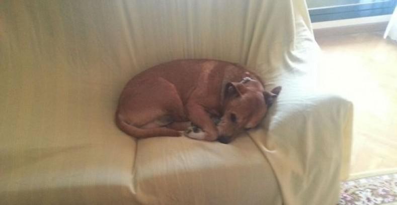 Ébola: ¿Por qué sacrificaron al perro 'Excalibur'? Los expertos responden