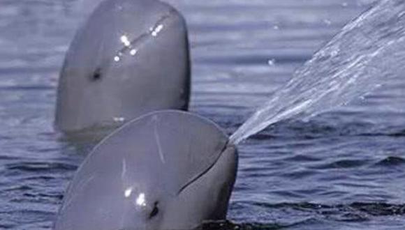 Divisan 25 vaquitas marinas en Golfo de California