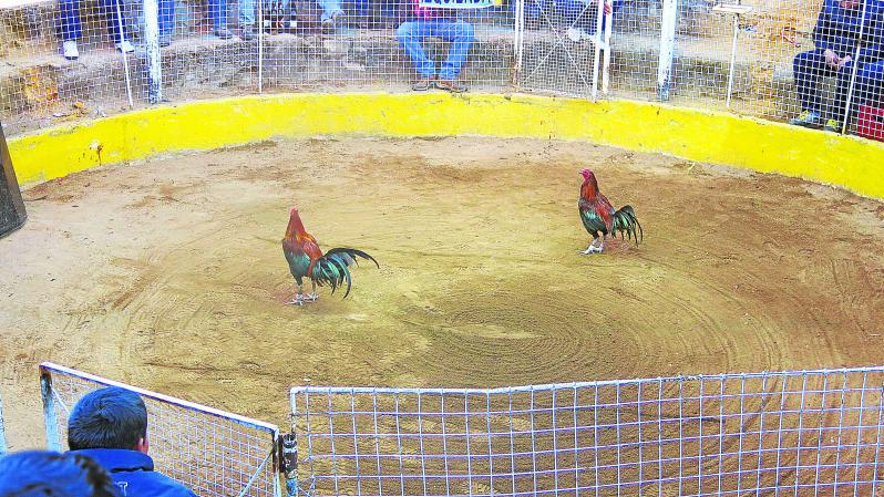 Juez y espectador pelean como "gallos" en coliseo