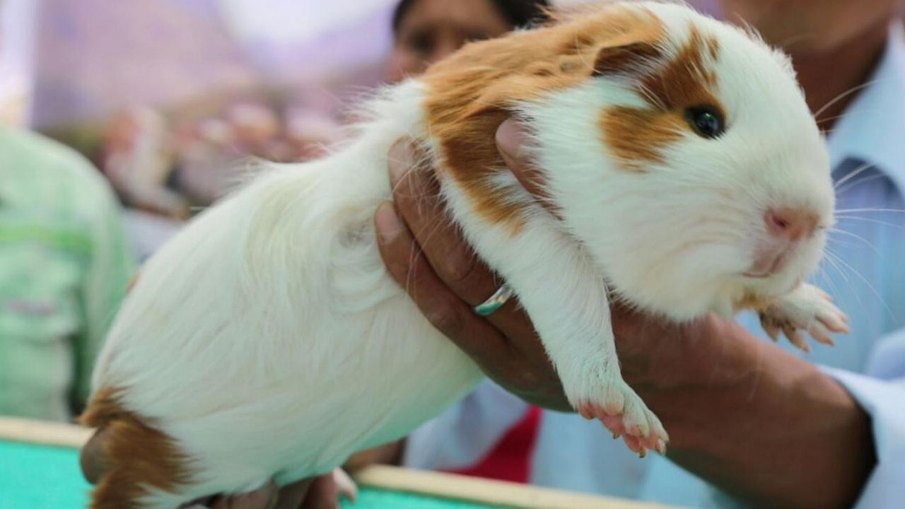 Perú es líder en producción y mejoramiento genético de diferentes razas de cuyes