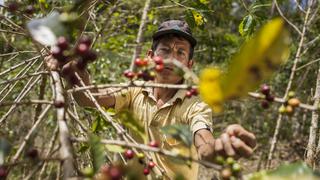 Agro Rural producirá 180,000 plantones que beneficiarán a 160 familias productoras de la región Amazonas