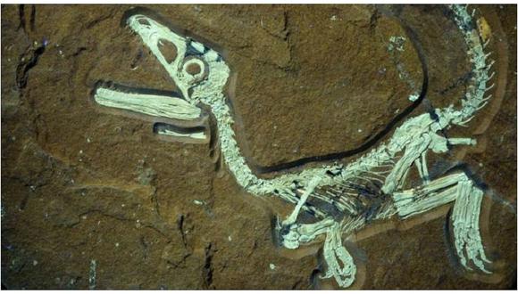 Dinosaurio: Emblemático animal hallado en Marruecos será repatriado por esta razón 