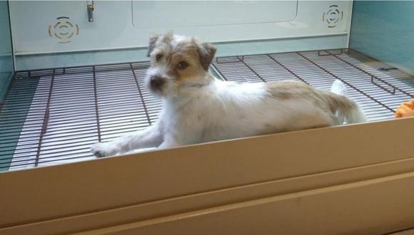 El perrito recostado y encerrado dentro de una vitrina en Surco. | Foto: Facebook.