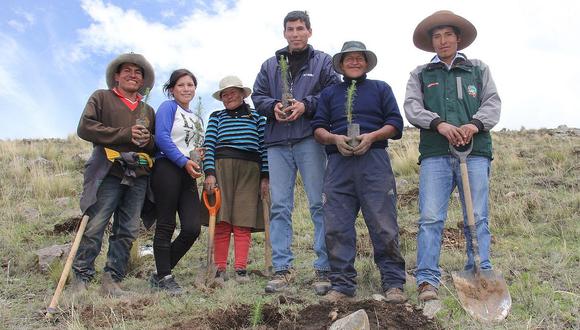 Plantan más de 700 mil árboles para preservar el medio ambiente en Cusco