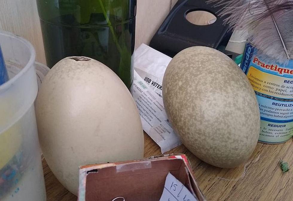 Buscan rescatar el suri en Reserva Salinas y Aguada Blanca (FOTOS)