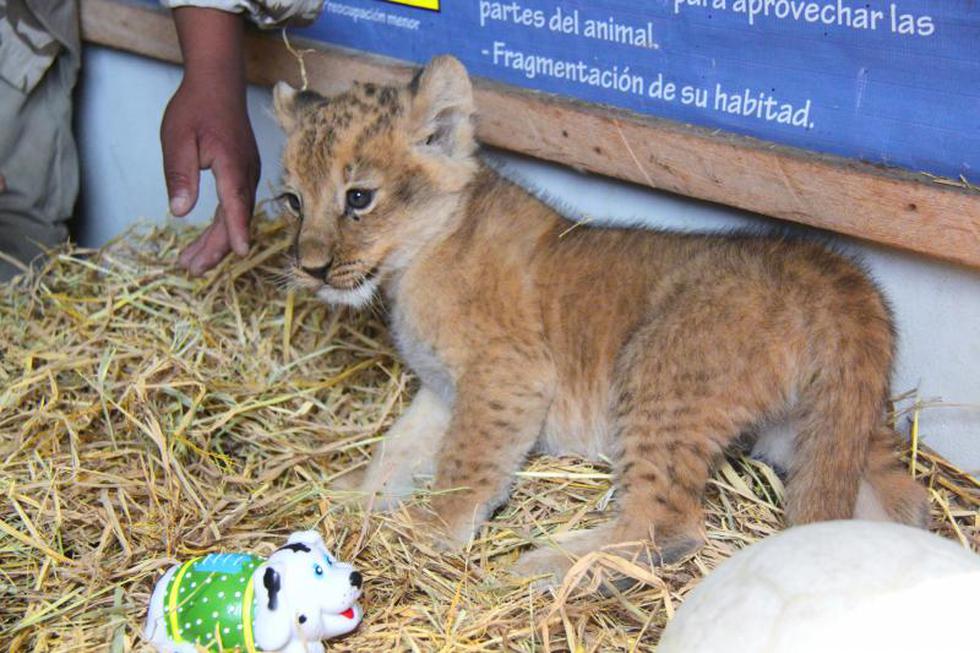 Huancayo: Nace en cautiverio cachorro de león