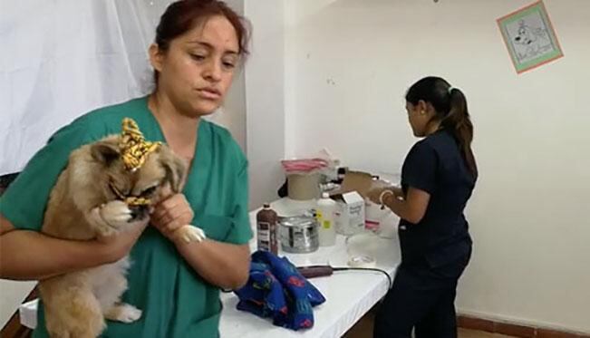 Es importante asistir al cronograma de vacunas para perros. 