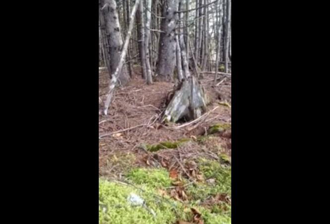 ​YouTube: Suelo del bosque se mueve e impacta al mundo (VIDEO)