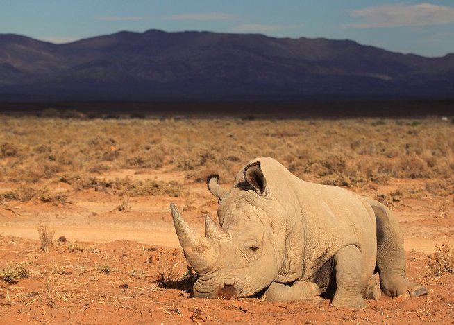 Sudáfrica: caza furtiva de rinocerontes bajó ligeramente en Sudáfrica