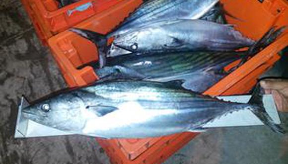 Pescadores de Sama extrajeron 70 toneladas de bonito