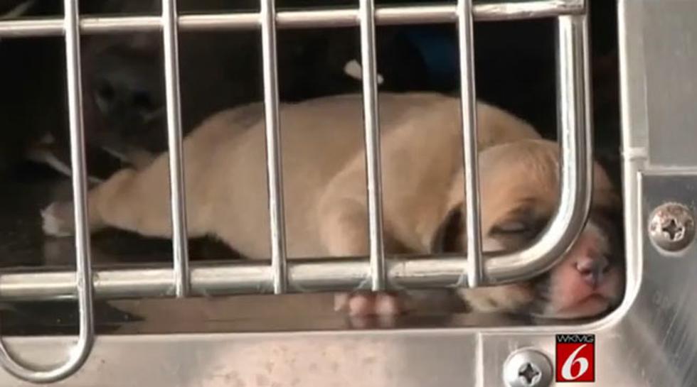 Rescatan 17 perros que iban a ser utilizados en peleas callejeras