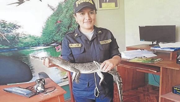 Policía rescata a cocodrilo bebé que estaba por el sector La Rosita
