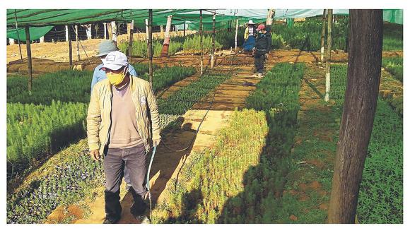 Recuperan cuatro hectáreas  del vivero de Coigobamba