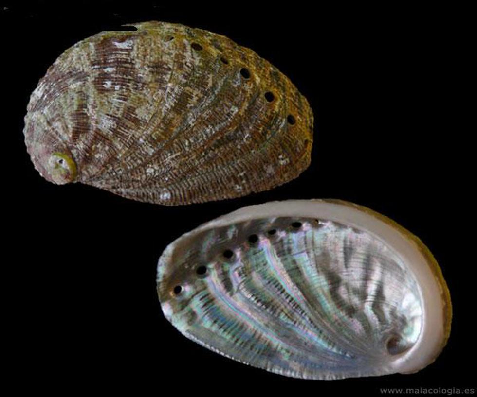 Fabrican material inspirado en el nácar y 10 veces más tenaz que la cerámica