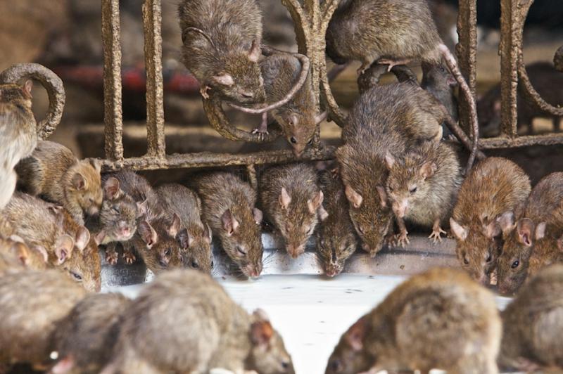 India: El templo de las ratas sagradas