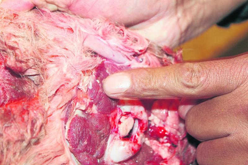 El 2% de auquénidos tiene sarcosistiosis 