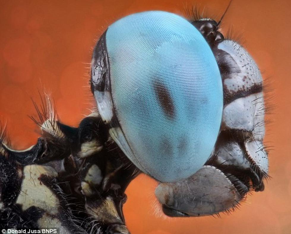 Cara a cara con los insectos más espeluznantes