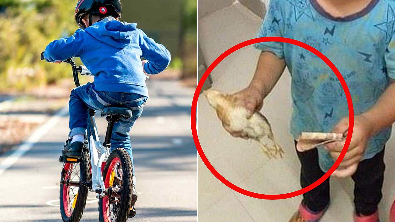 Niño atropelló a un pollito con su bicicleta y trató de salvarlo llevándolo al veterinario