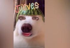 Gisela Valcárcel utilizó filtro de cara de perrito en Instagram y se vuelve tendencia en redes (VIDEO)