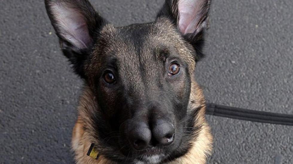 Pastor Alemán "con dos narices" es rechazado por su aspecto (FOTOS)