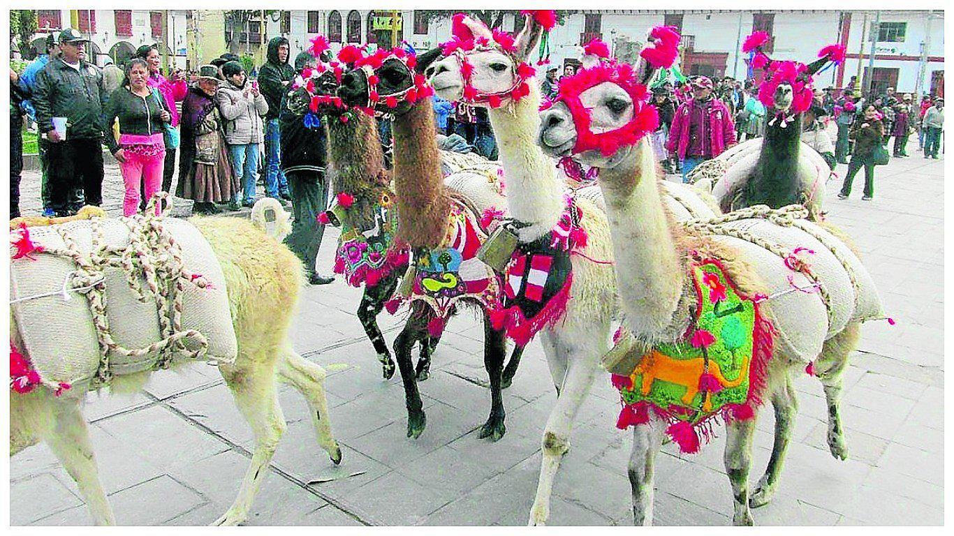 Huancavelica: ​Llamas cargueras recorren más de 20 kilómetros en carrera 
