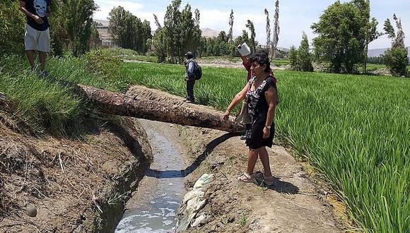 Agricultores culpan a Sedapar de contaminar 10 topos de arroz en Cocachacra