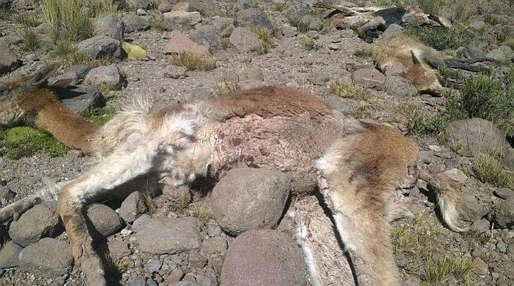Caza furtiva causó más de 270 vicuñas muertas en la región durante el 2016