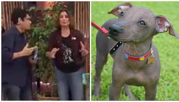 YouTube: Así presentaron a perro sin pelo peruano en TV chilena (VIDEO)