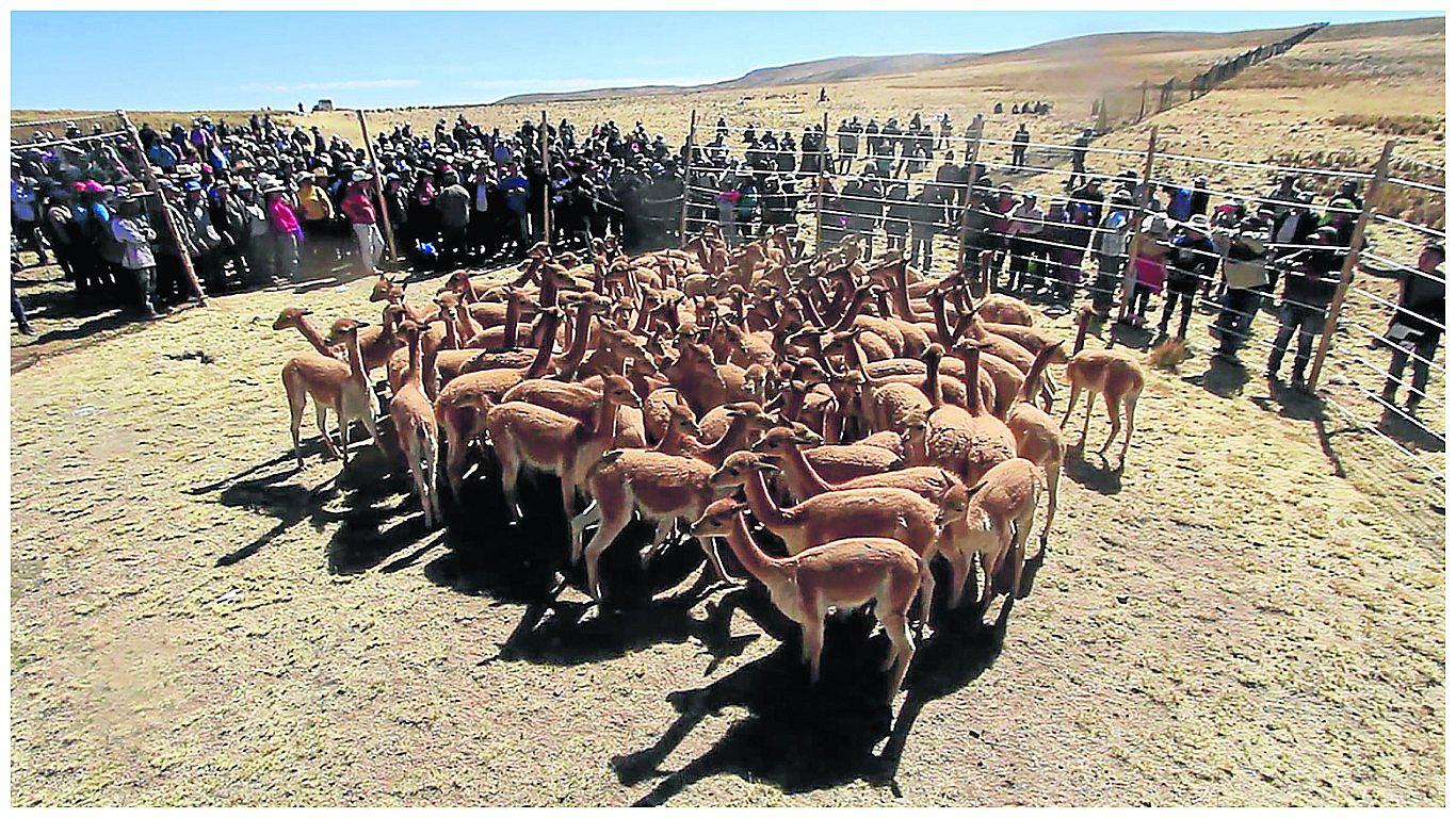Gran Chaccu de Vicuña: tradición ancestral de los comuneros en las alturas de Chincha
