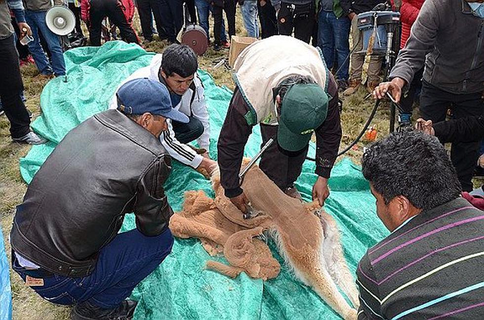 En Ayacucho celebran Día Nacional de la Vicuña con chaccu 