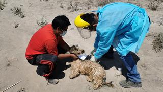 A 36 suman los casos de rabia canina en Arequipa