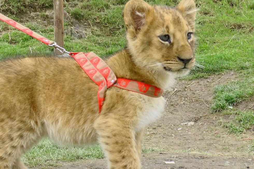 "Bautizarán" a leoncita nacida en cautiverio 