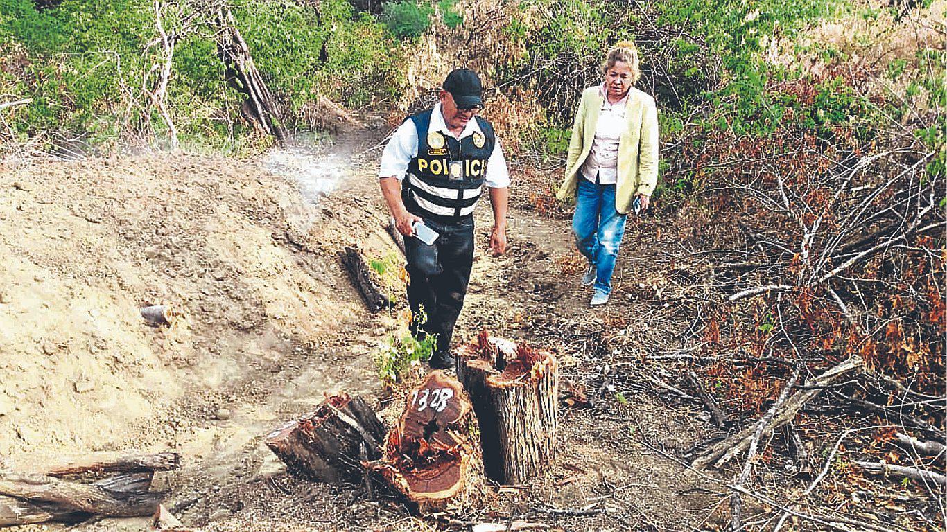 Bosques secos de Tumbes en riesgo de deforestación 